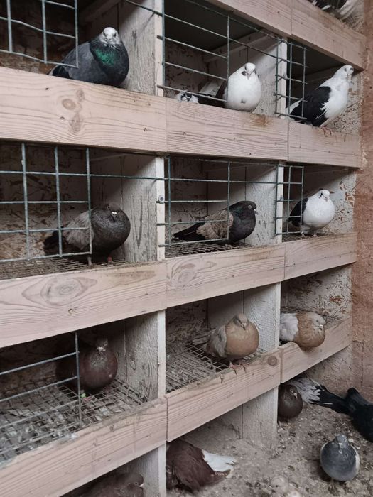 Gołębie mikołajewskie