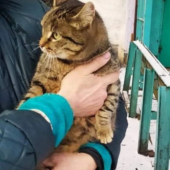 Отдам кошку лесного окраса, стерилизована, 10 месяцев