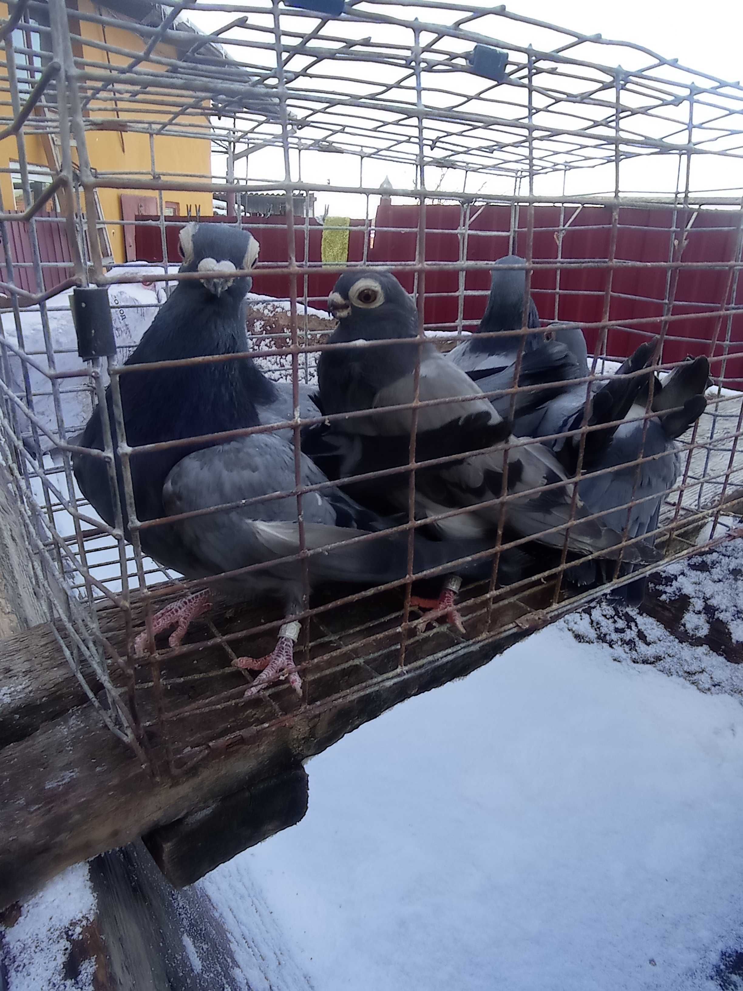 Продам голуби Бельгійці,Домінікани