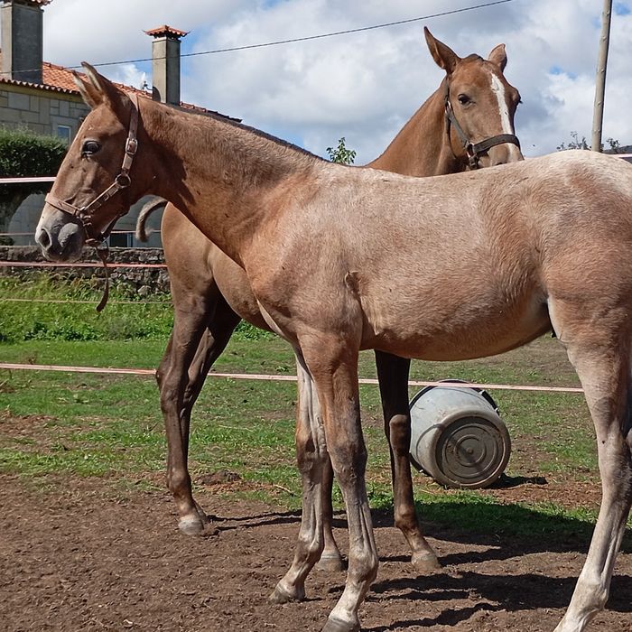 Poldro PSL  letra V.