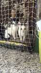 Kajtuś i Zygfrydek kocięta do adopcji kotki mały kot młody kocurek kot