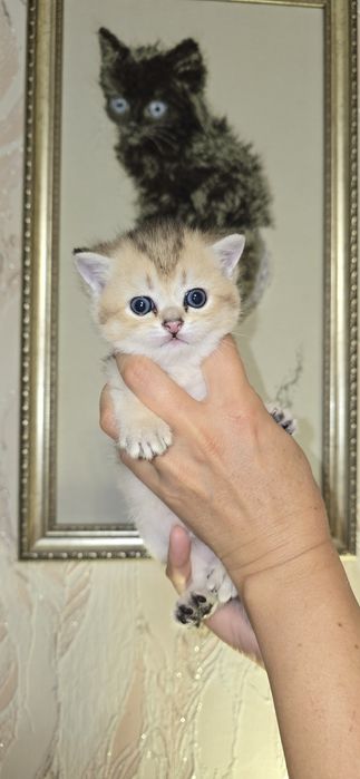 Британские Котята Золотой Шиншиллы