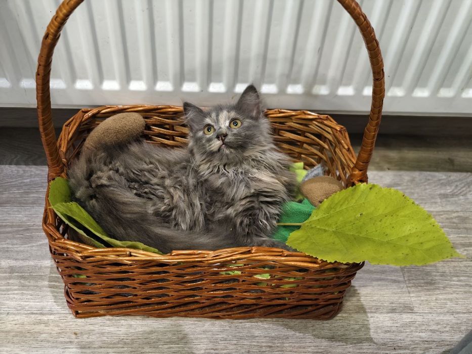 Кішечка, віком 3 місяці в пошуках родини