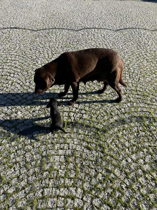 Oddam za darmo młode szczeniaki