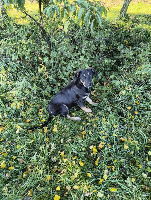 Młody pies szuka domu