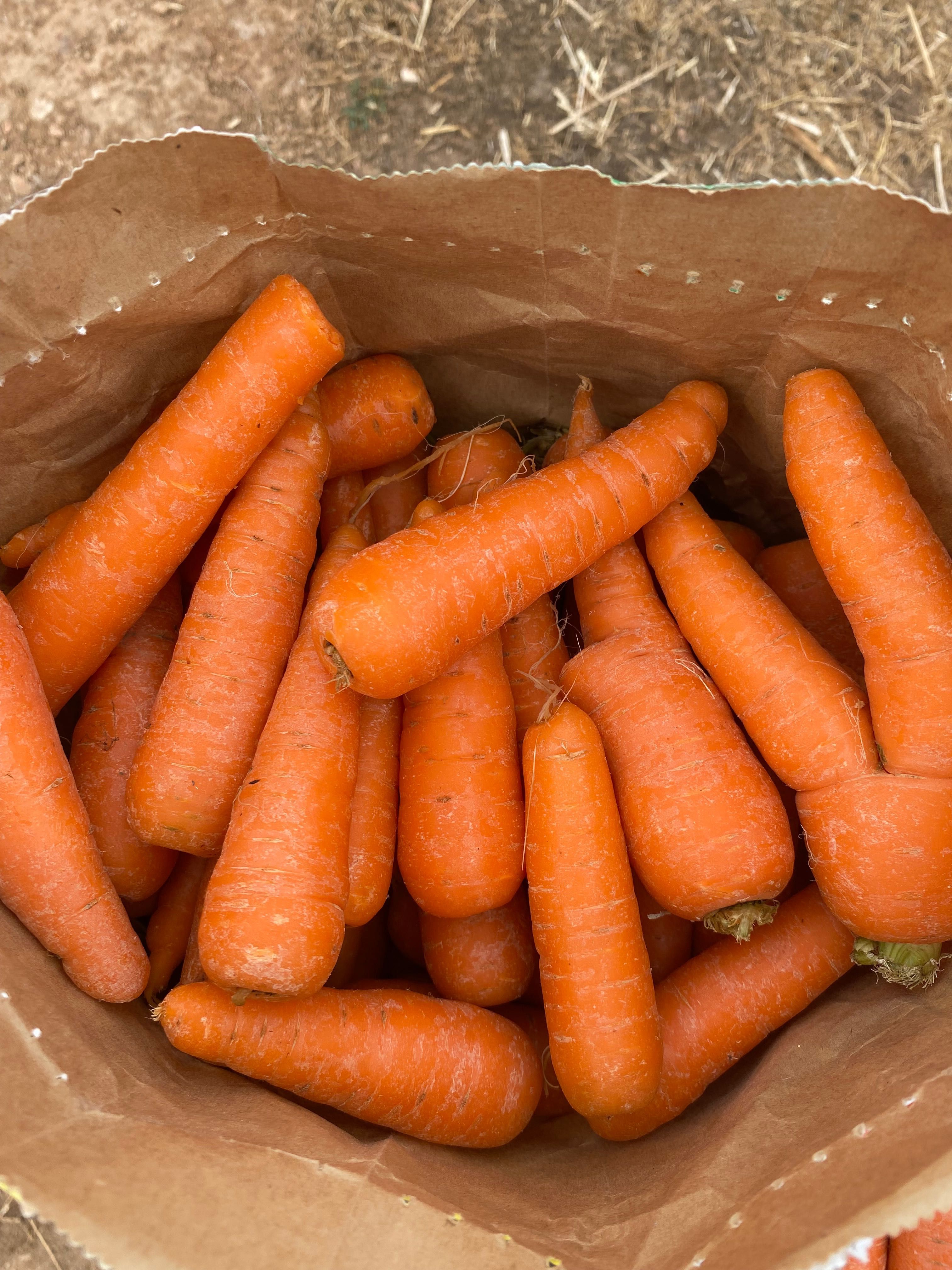 Cenouras para consumo próprio ou animais