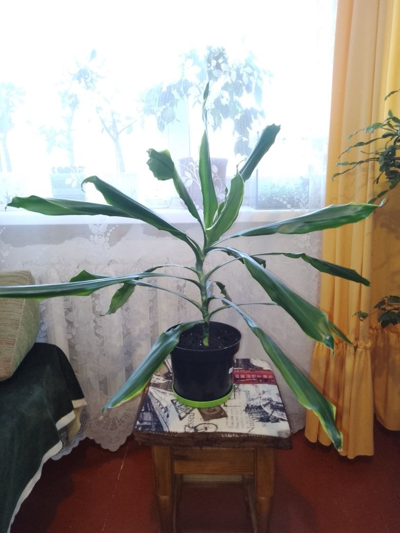 Продам драцену (50 см)
