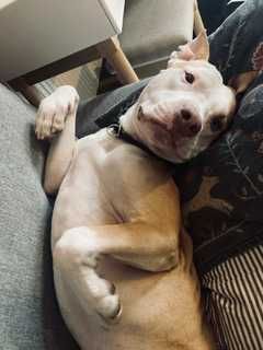 Adopcja -Brutus- pitbull