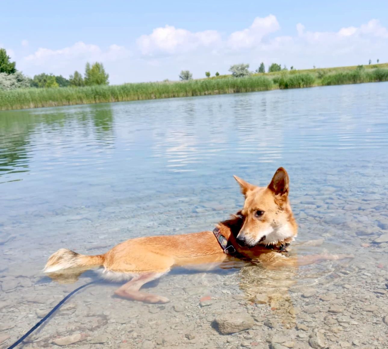 Jacuś gorąco poleca się do adopcji..