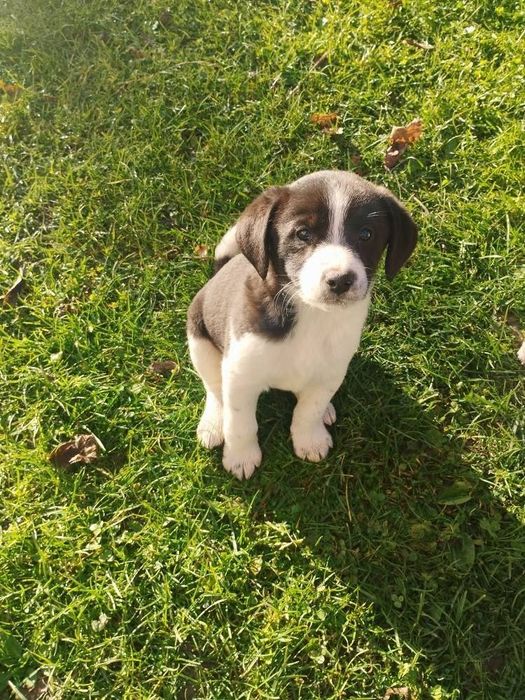 Oddam suczke w dobre ręce