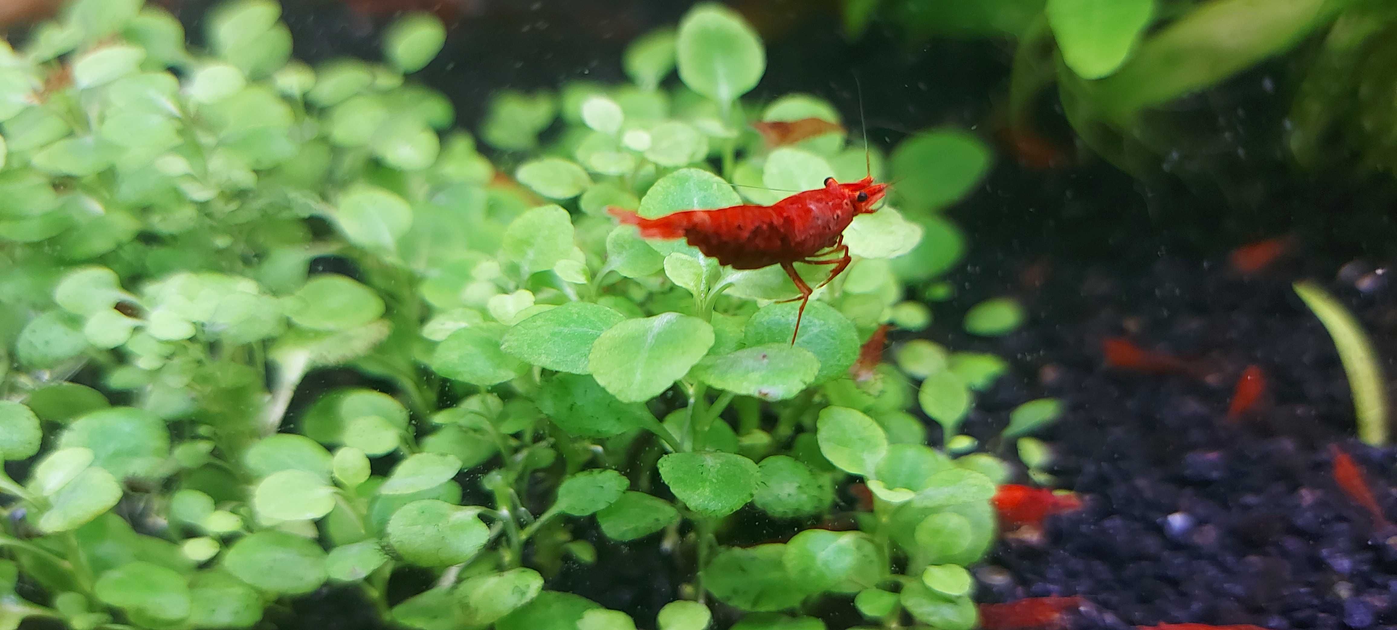 Krewetki RED młode
