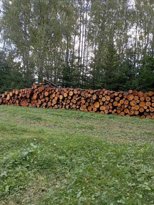 Sprzedam drzewo olszyna
