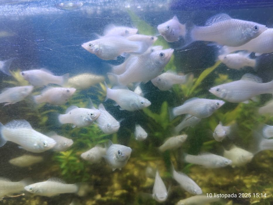 Młode białe molinezje