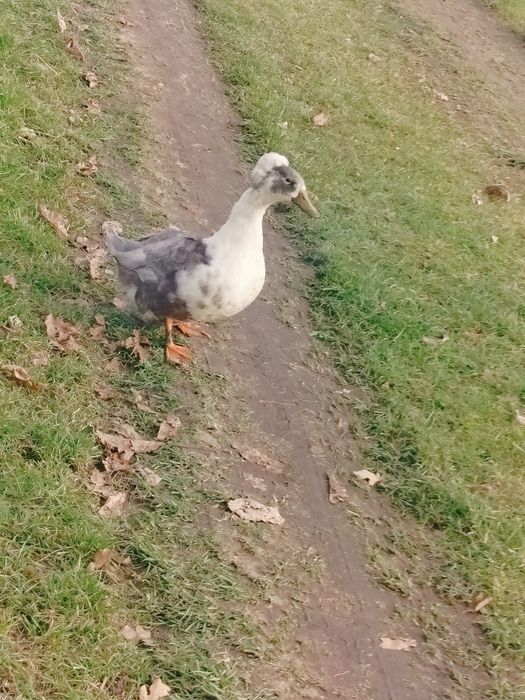Kaczki czubate dorosłe