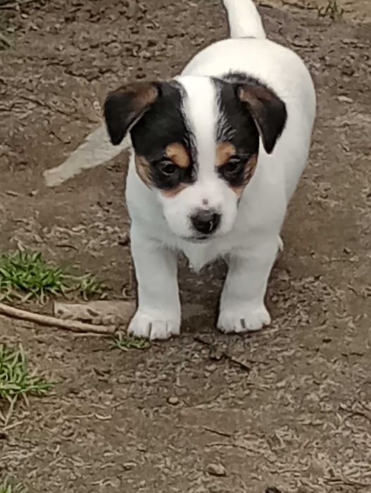 Suczka rasy Jacek Russell terrier z metryką ZKwP do rezerwacji