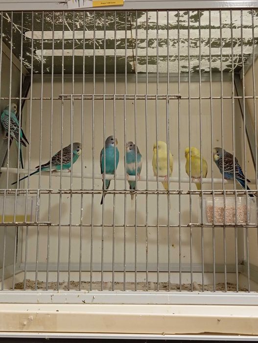 periquitos australianos