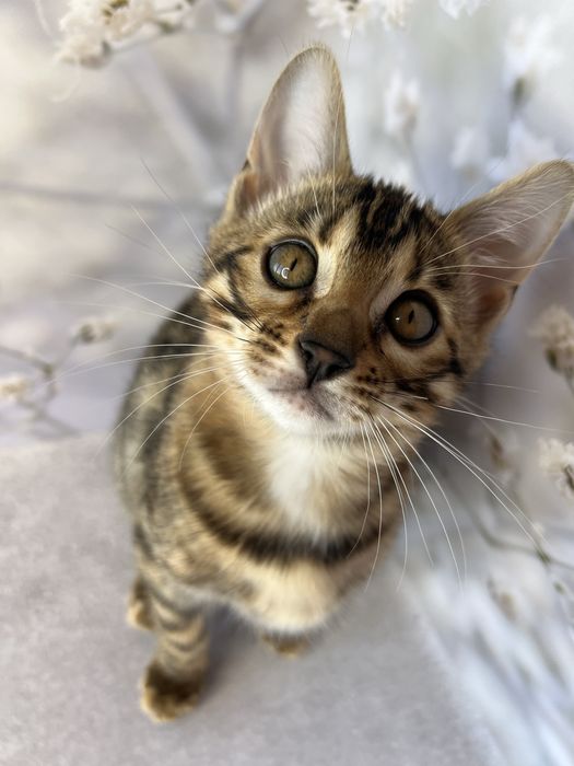 Бенгальские котята