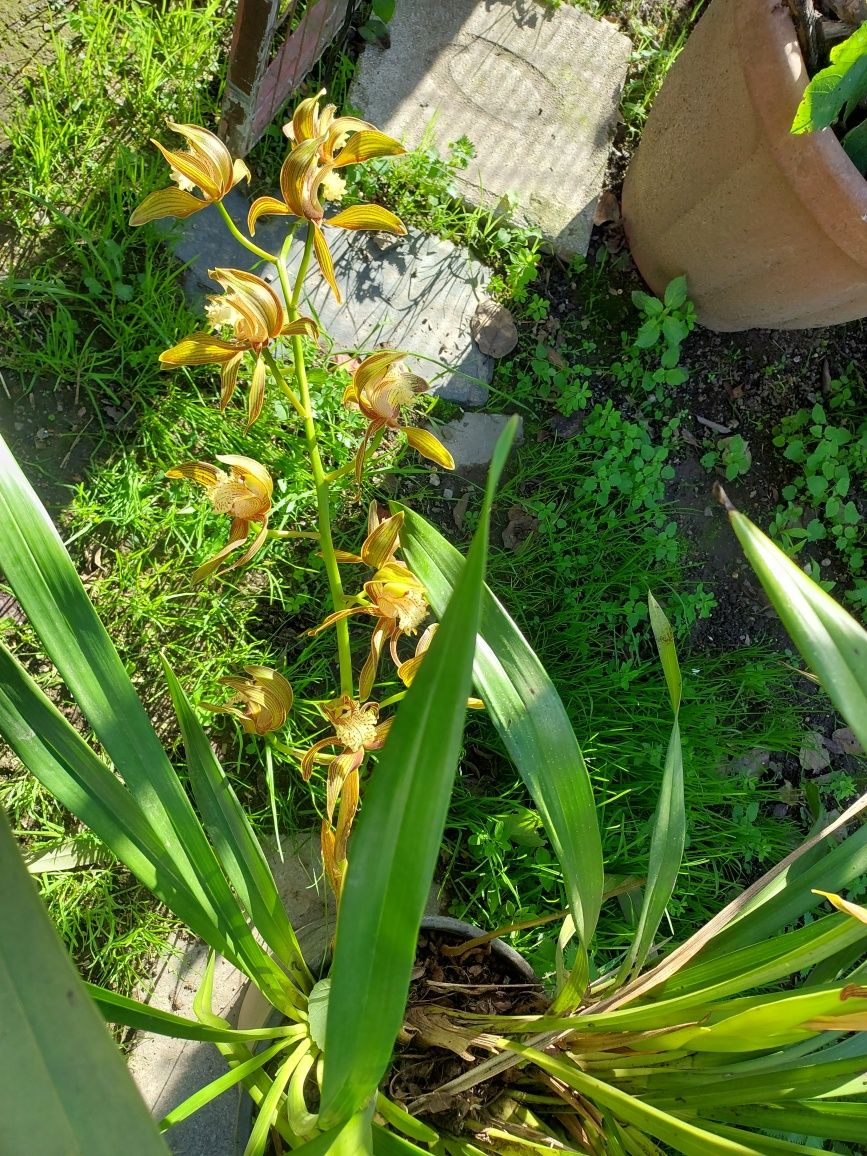 Orquídeas de Exterior