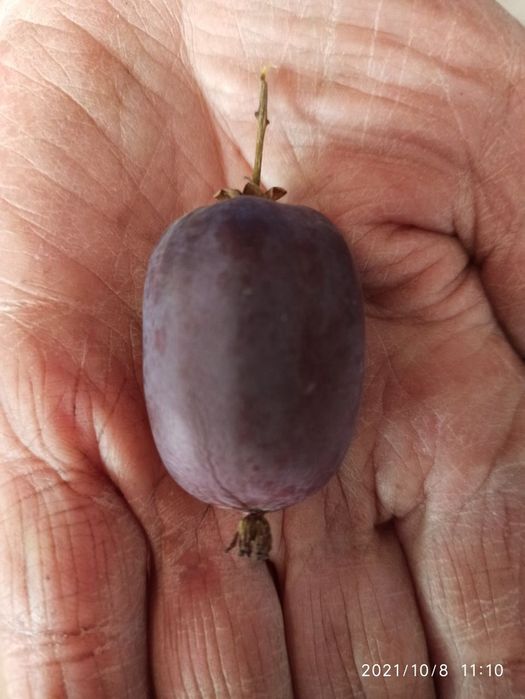 Актинидия самоопыляющаяся двуполая, инжир, крыжовник, игра,малина и др