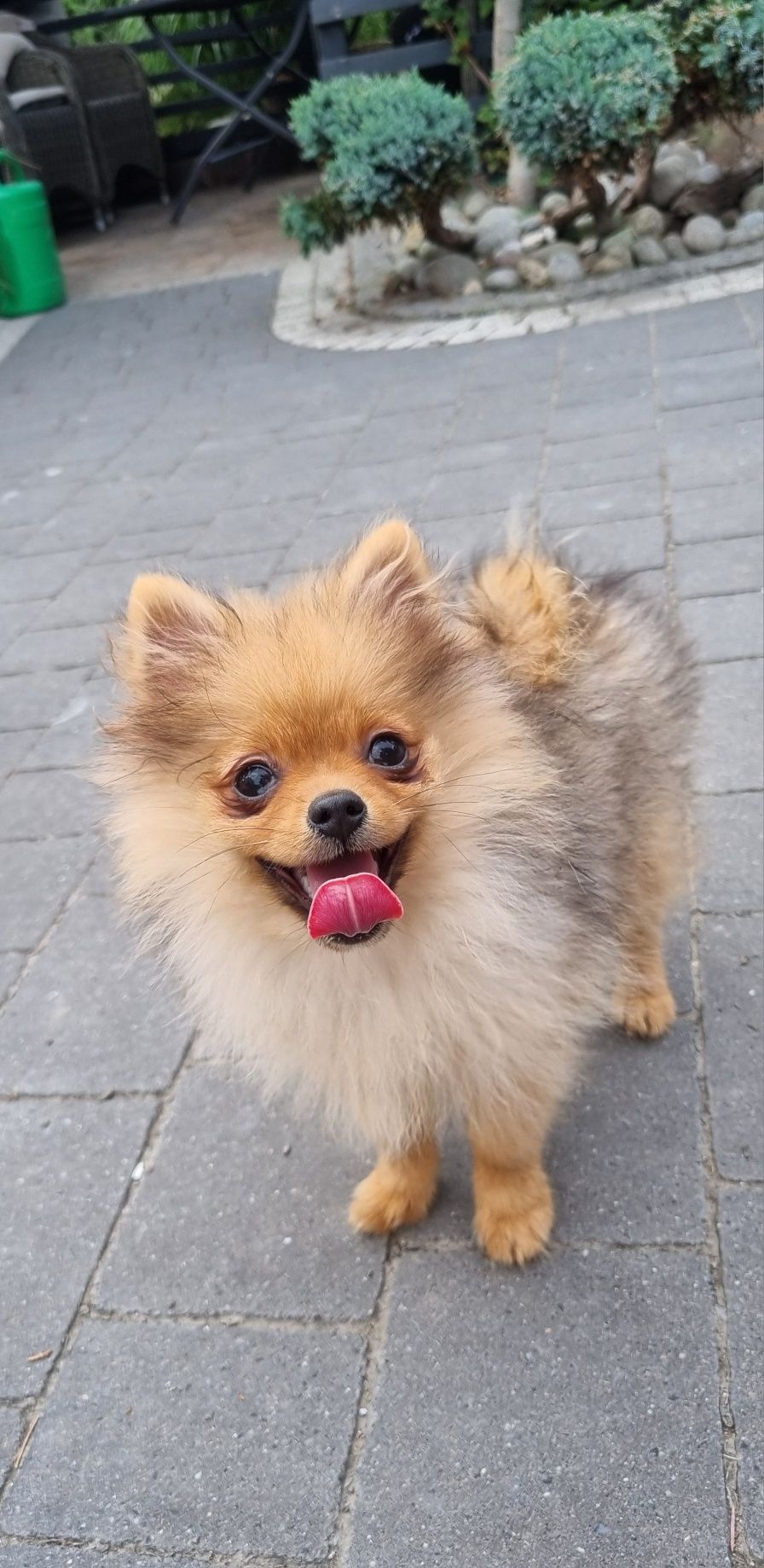 XXS malutka urocza BONNY sunia pomeranian, szpic miniaturowy. Cudowna