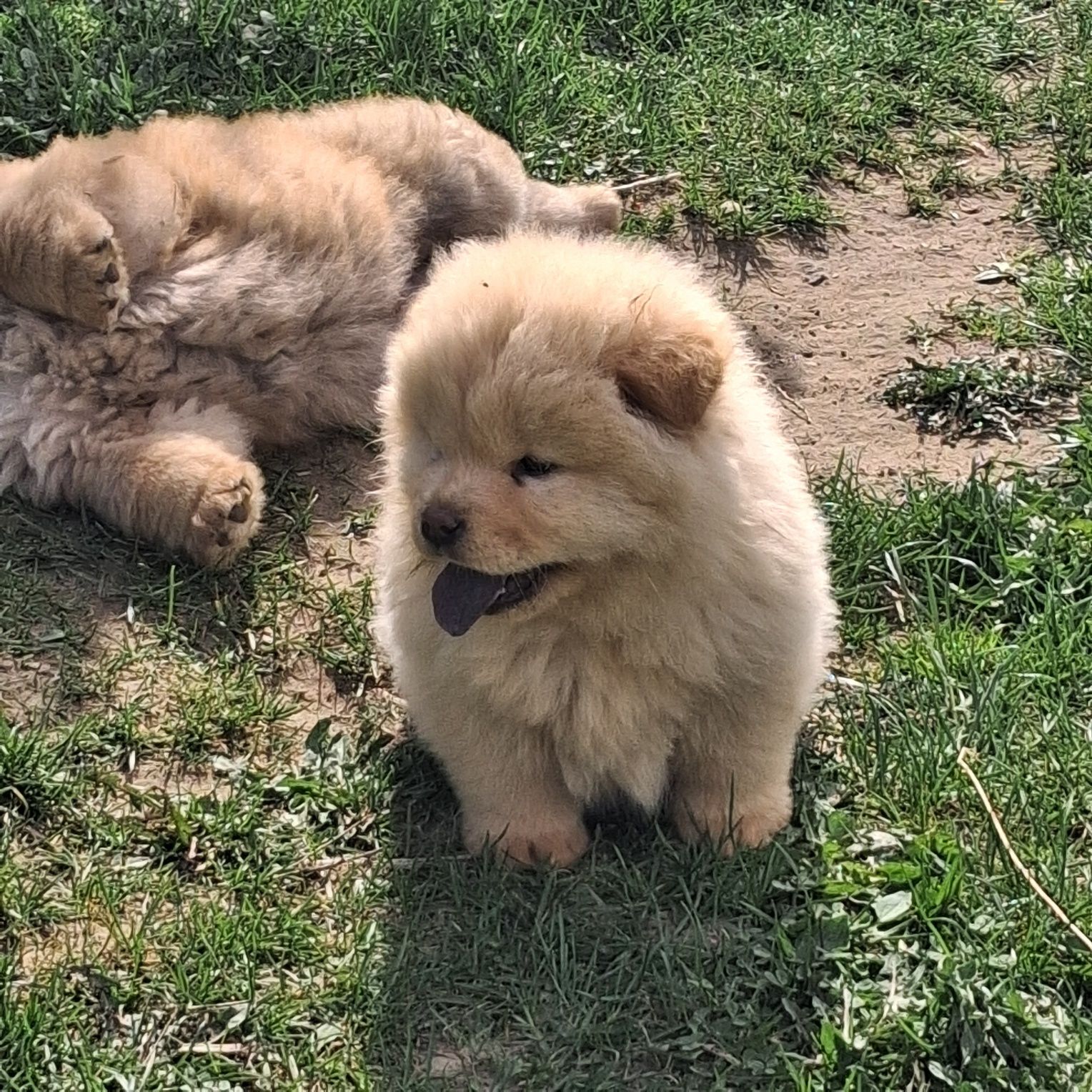 Chow chow piękny miś z rodowodem