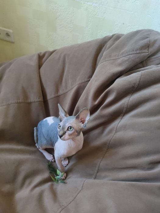 Гарнюня дівчинка сфінкс шукає родину