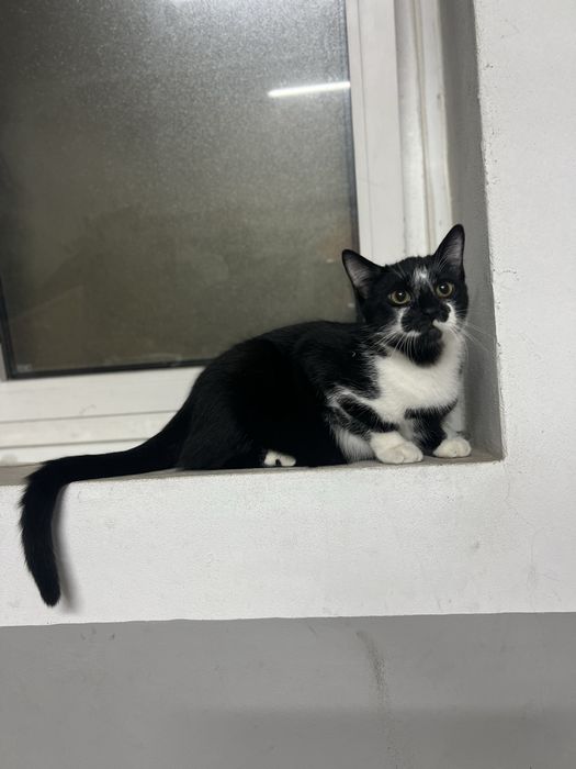 Gatinhos de 5 meses para adocao responsavel