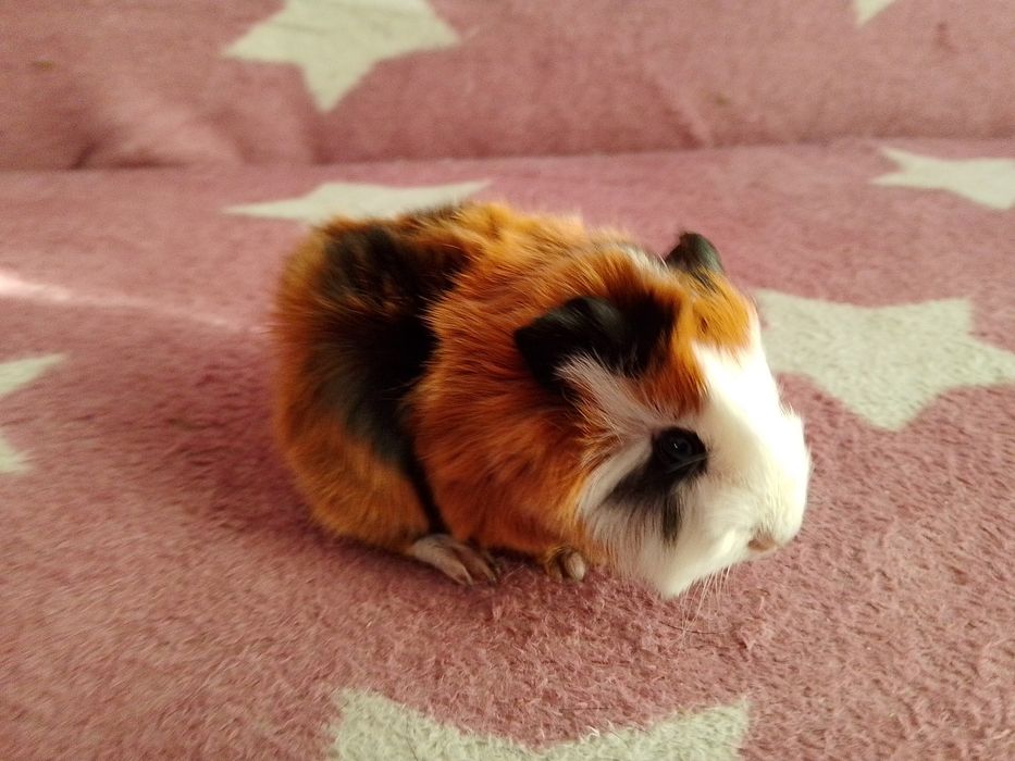 Świnka morska mix peruwianka ( samiec)