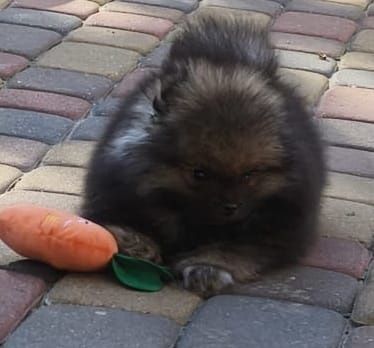 Szpic miniaturowy pomeranian