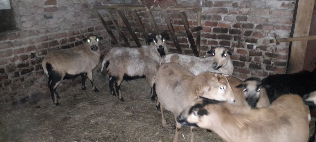 Owce Kameruńskie redukcja stada. Owce i Baranki