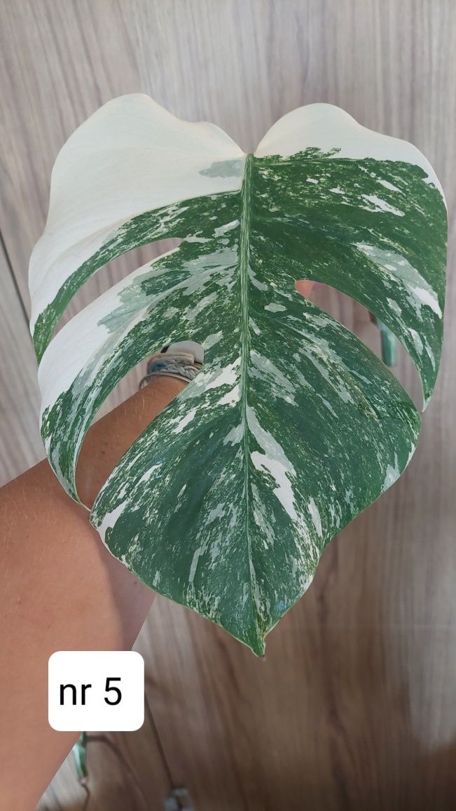 Monstera variegata, duży lisc