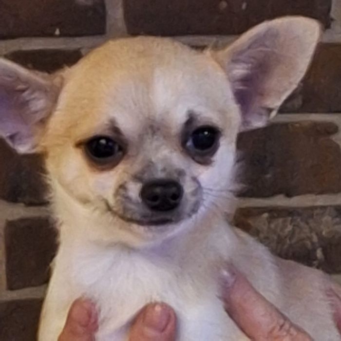 Śliczny beżowo biały szczeniaczek chihuahua krótkowłosy zarezerwowany