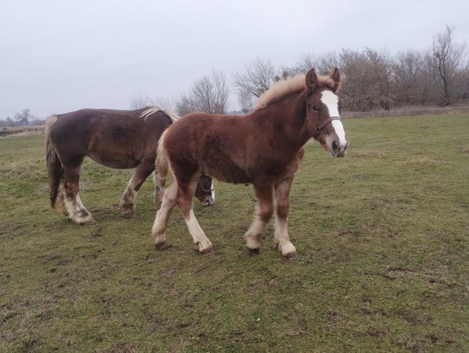 Ogierek zimnokrwisty ks. główna