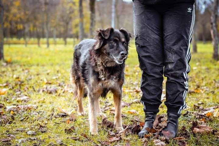 Bezproblemowy Clyde czeka za kratami na swojego człowieka! Adoptuj!