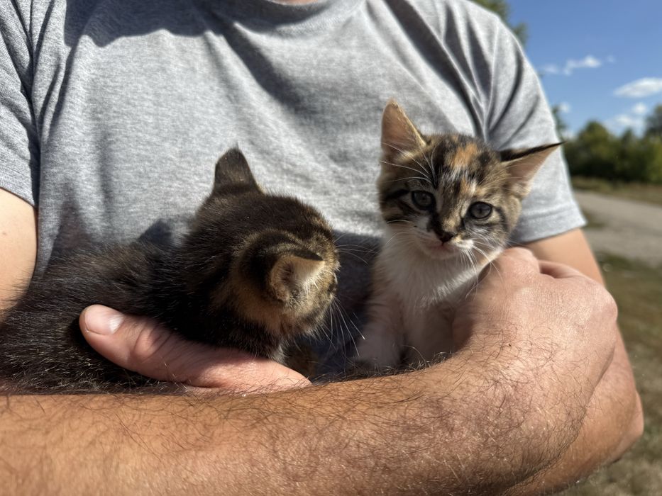 ОТДАЮ Котят 1.5 месяца