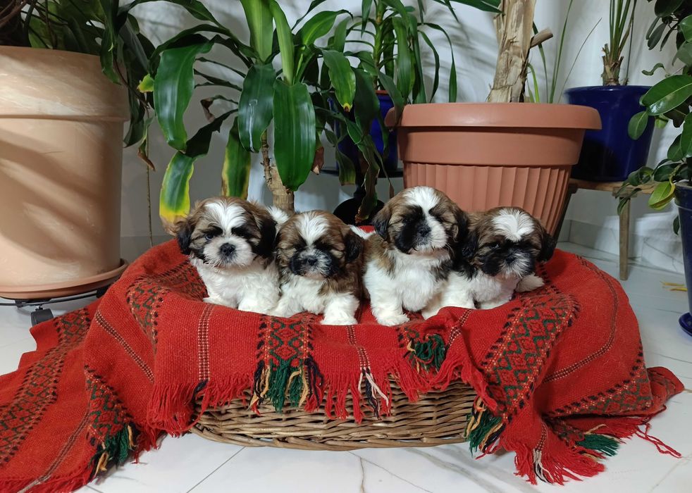 Shih Tzu piesek okolice Krakowa i Bochni