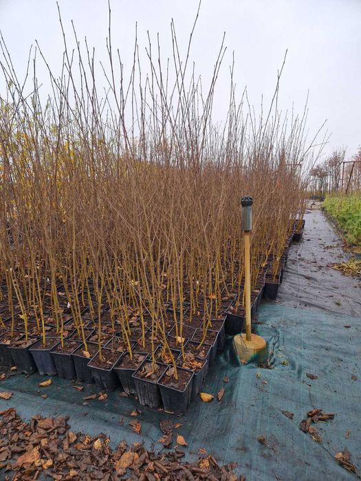 Brzoza 'Doorenbos' / Betula / drzewa alejowe