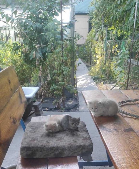 Отдам котят в добрые руки