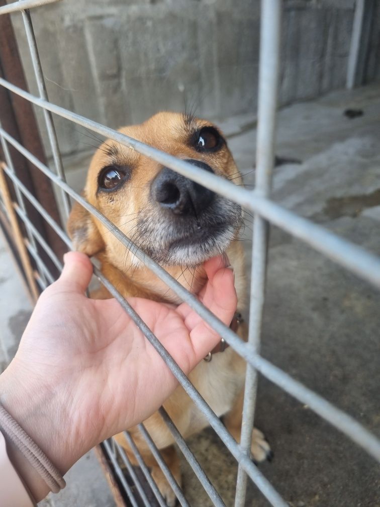 Dumbo - 5 kg, maluszek do adopcji!