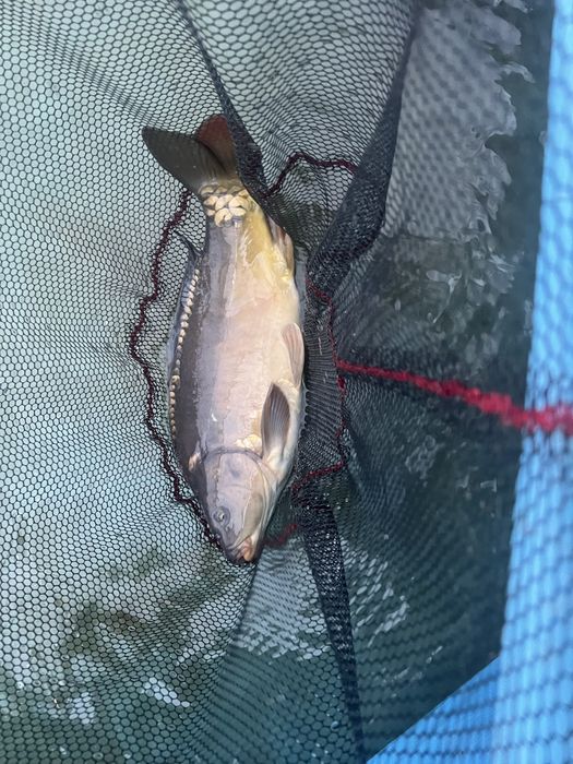 Karp hodowlany łuskowy i bez