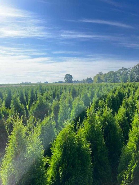 Promocja !!!  Tuje szmaragd z gruntu. Różne wysokości.  Piękne.