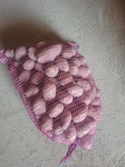 Ziemniaki Red Sonia na samym oborniku.