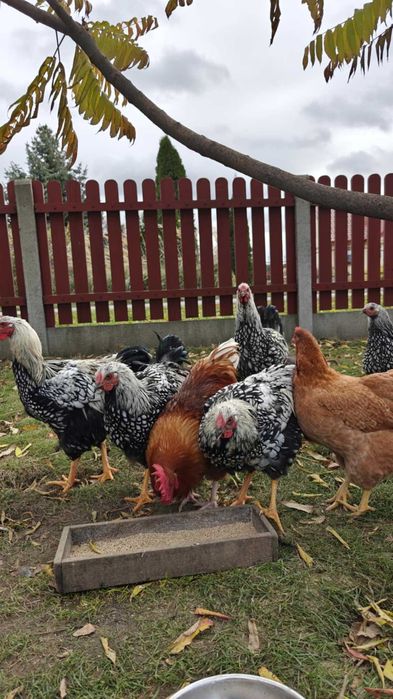 Wyandotte Srebrnołuskowana kogut