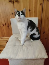 Pituś - półroczny kocur do adopcji