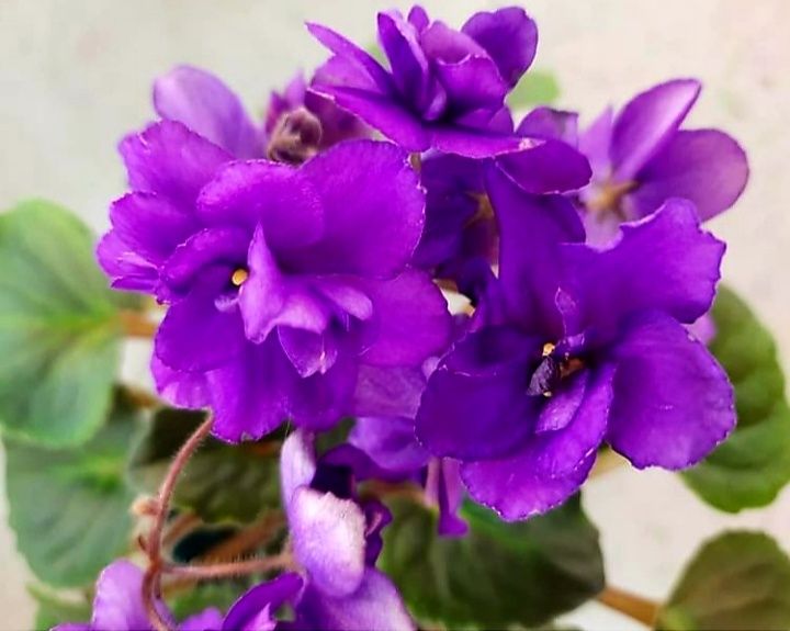 Фиалка Сенполия (цветы и саженцы)