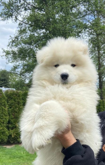 Cudny samczyk Samoyed