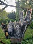 Maine Coon ... Kocięta
