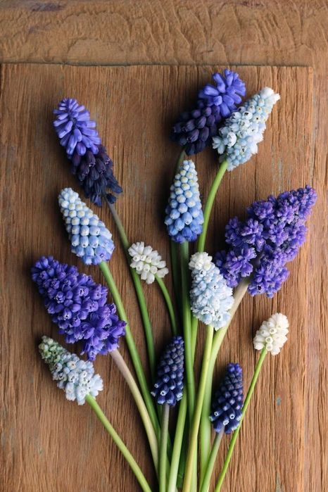 Мускарі сортові. Цибулини