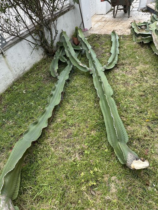 Catos muito exuberantes para venda
