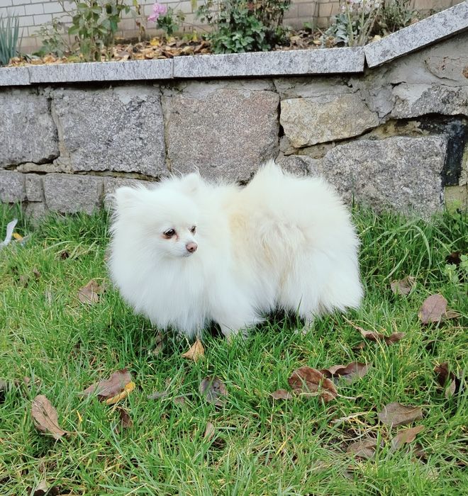 Доросла дівчинка шпіц